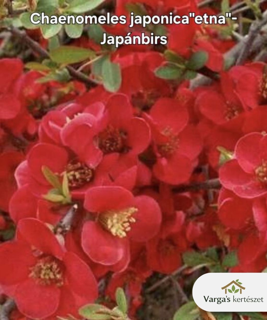 Japánbirs