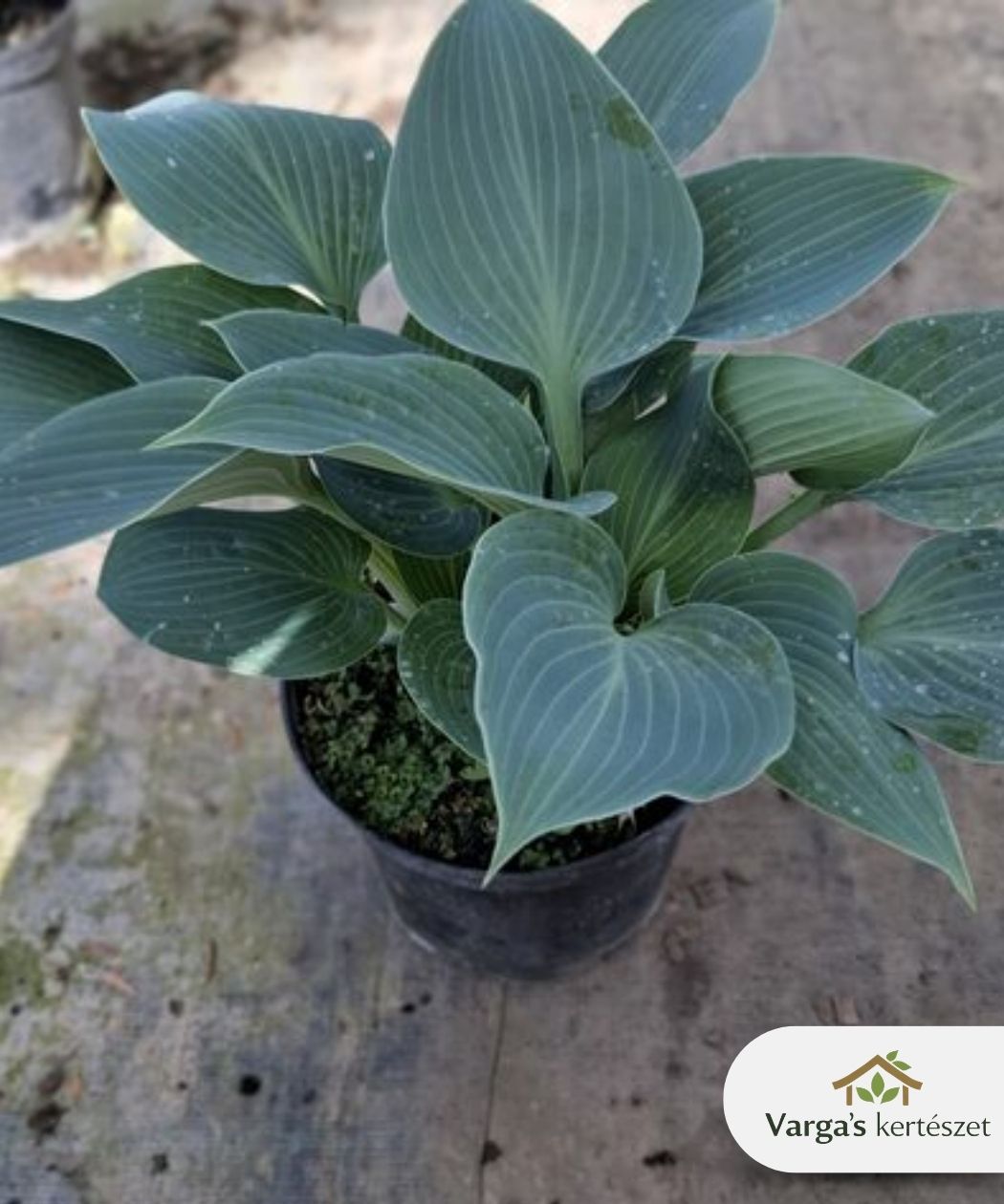 Árnyékliliom 'Blue Angel'