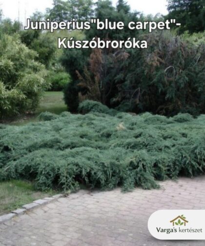 Kúszóboróka 'Blue Carpet'