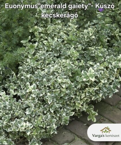 Kúszókecskerágó 'Emerald Gaiety'