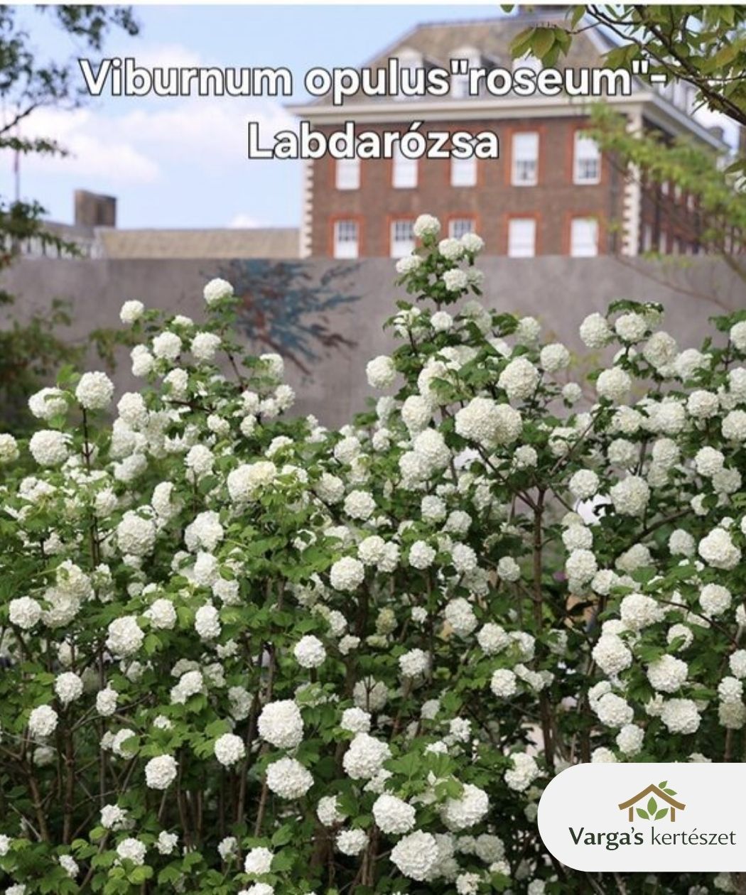 Labdarózsa 'Roseum'
