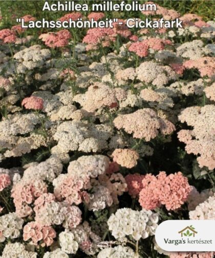Közönséges cickafark 'Lachsschönheit'