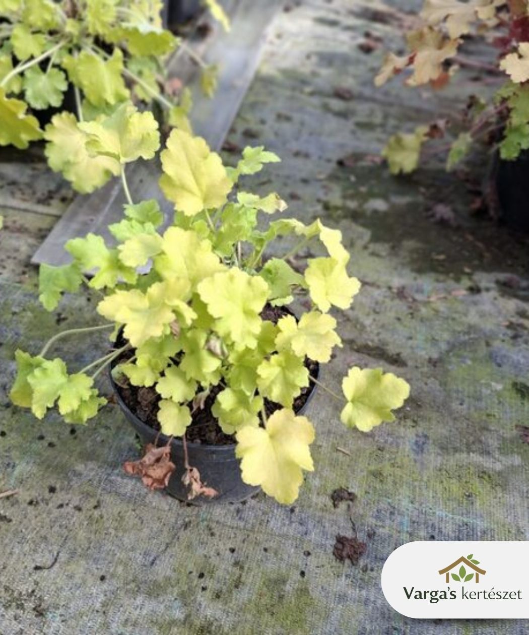 Tűzeső 'Lemon Love'