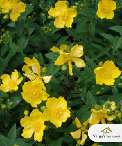 Örökzöld orbáncfű