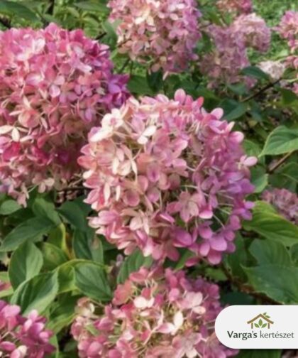 Bugás hortenzia 'Petite Star'