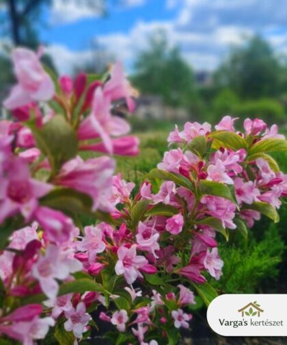 Rózsalonc 'Pink Princess'