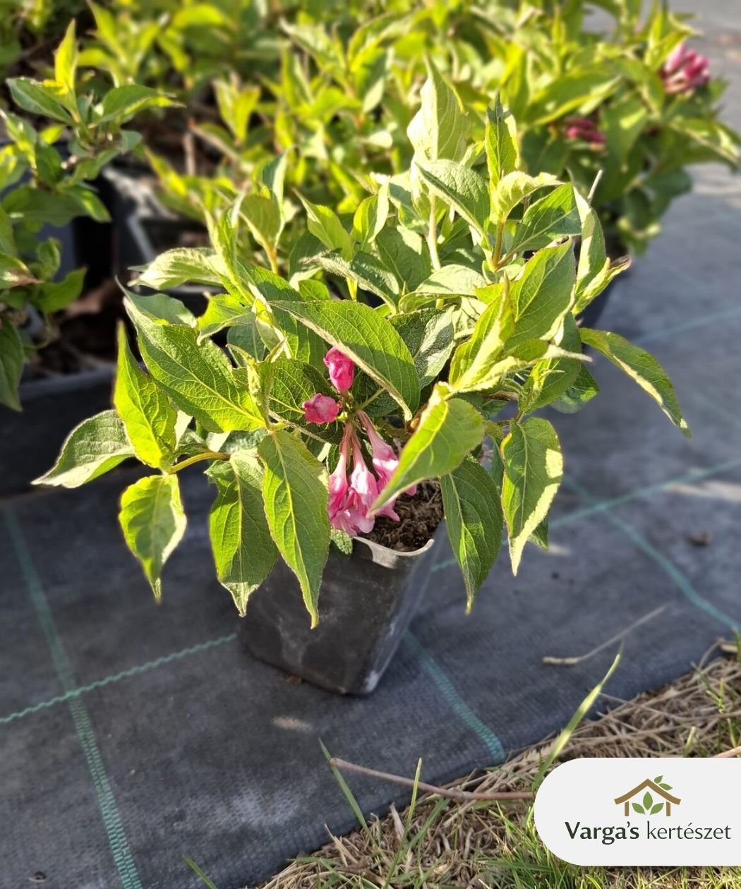 Rózsalonc 'Pink Princess' - Image 2