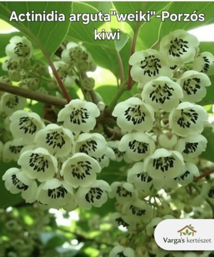 Porzós mini kivi 'Weiki'