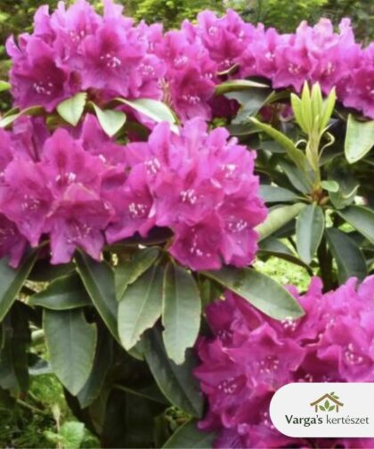 Rhododendron 'Alfred'