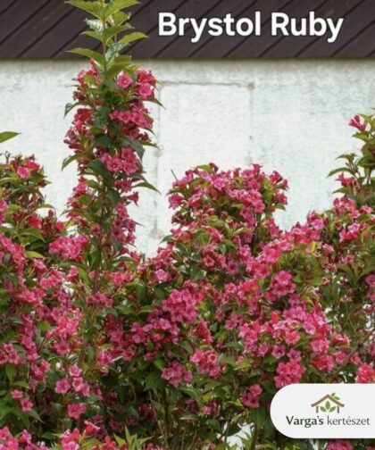 Rózsalonc 'Bristol Ruby'