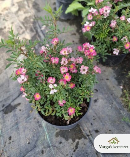 Talajtakaró rózsa 'Nozomi'