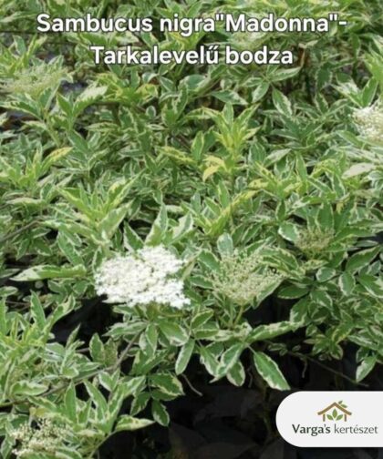 Tarkalevelű bodza 'Madonna'