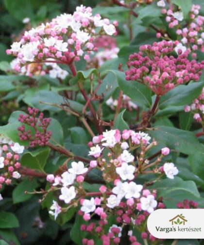 Téli bangita 'Gwenllian'