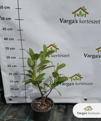 Törpe babérmeggy 'Manó'