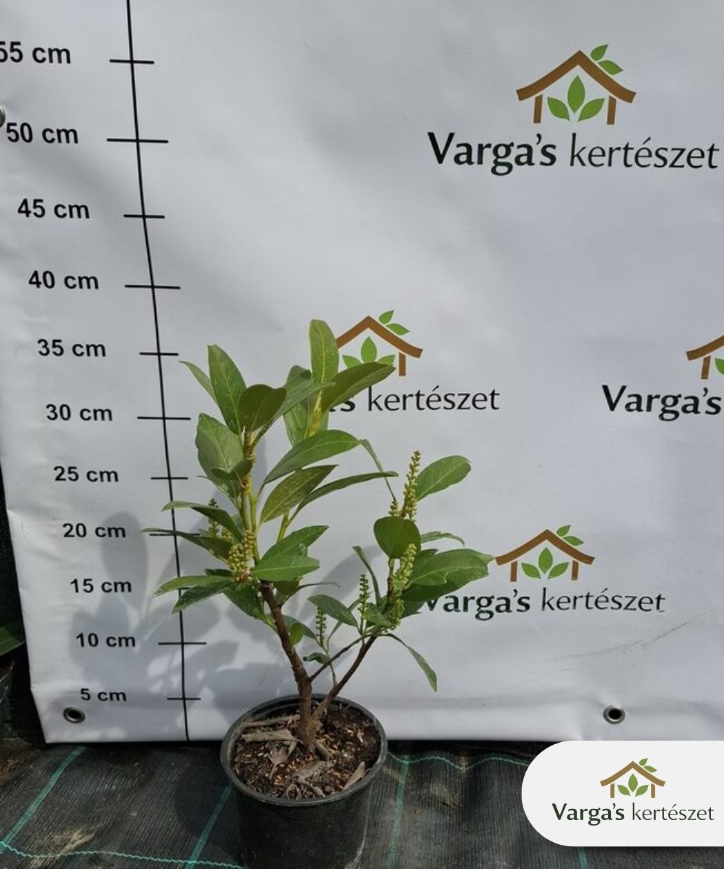 Törpe babérmeggy 'Manó'