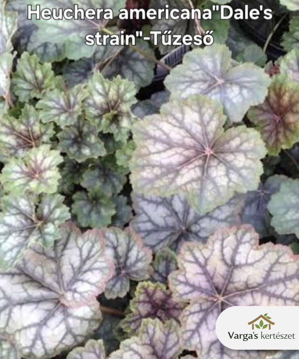Tűzeső 'Dale’s Strain'