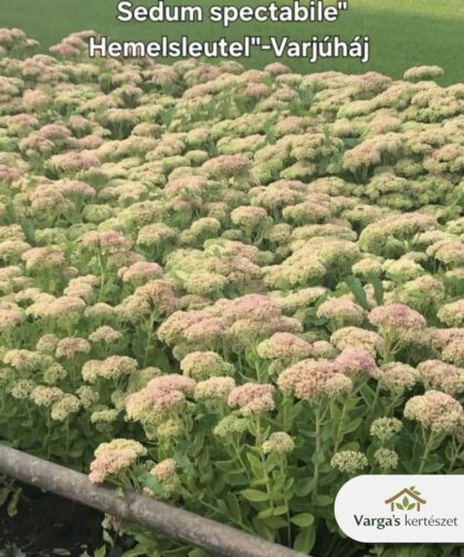 Pompás varjúháj 'Hemelsleutel'