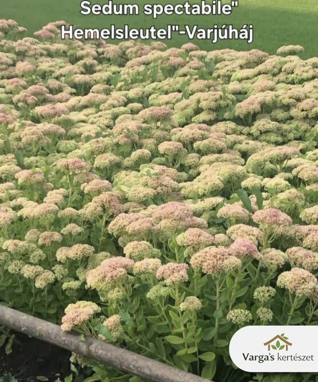 Pompás varjúháj 'Hemelsleutel'