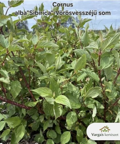 Vörösvesszejű fehér som