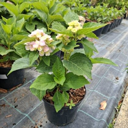 Hydrangea macrophylla ‘Doppio Rosato’-Kerti hortenzia