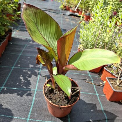 Banán-Maurelli(Ensete ventricosum ‘Maurelii’)