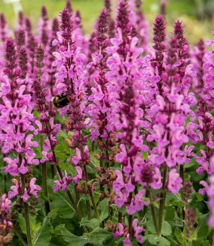 Ligeti zsálya -‘Rose’ (Salvia)