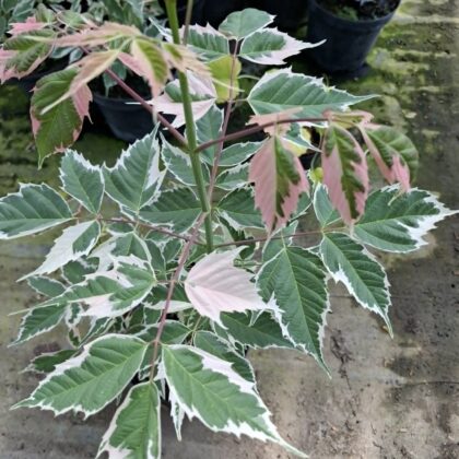 Japánjuhar-Acer negundo 'flamingo'