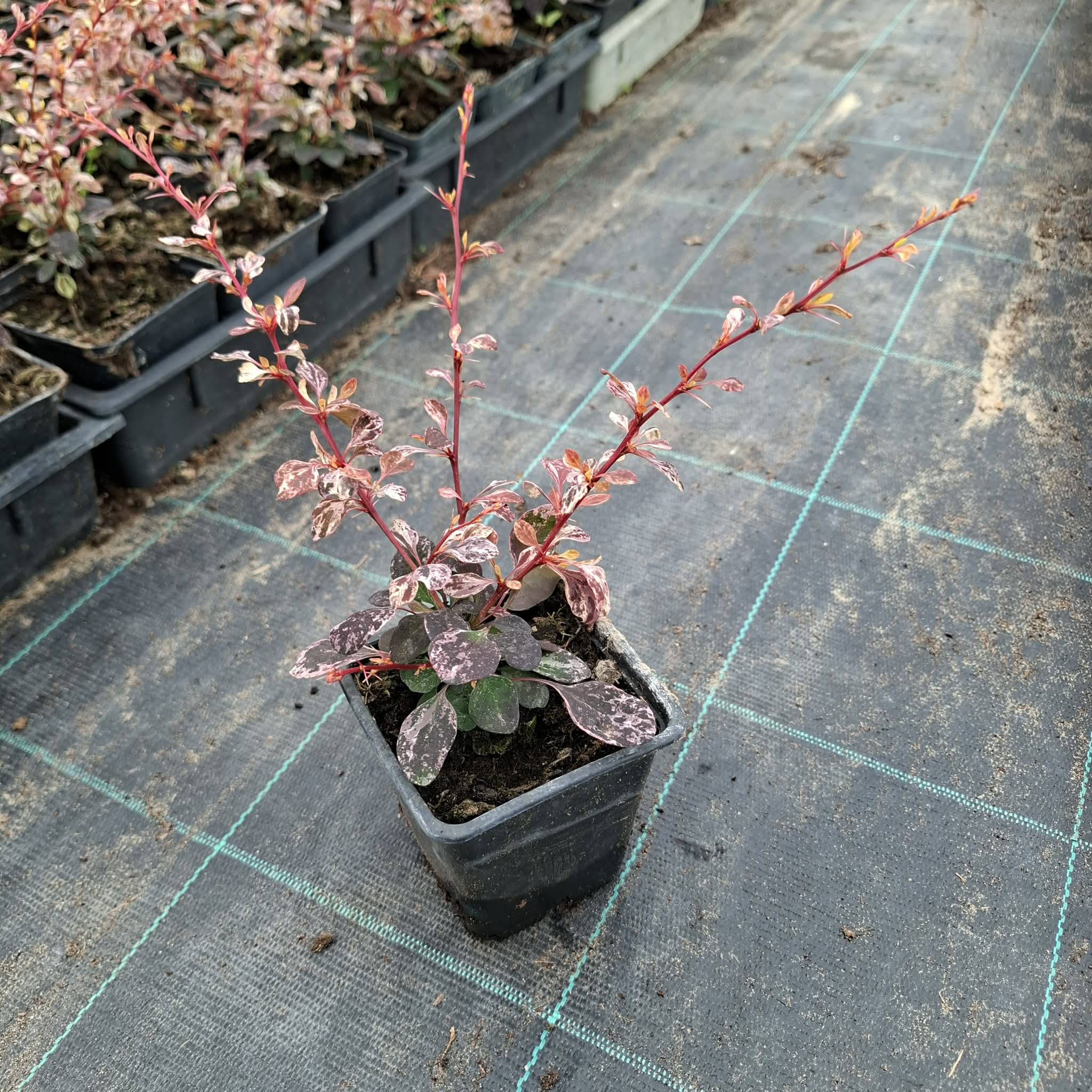 Borbolya-Berberis thunbergii ‘Harley Queen’ - Image 2