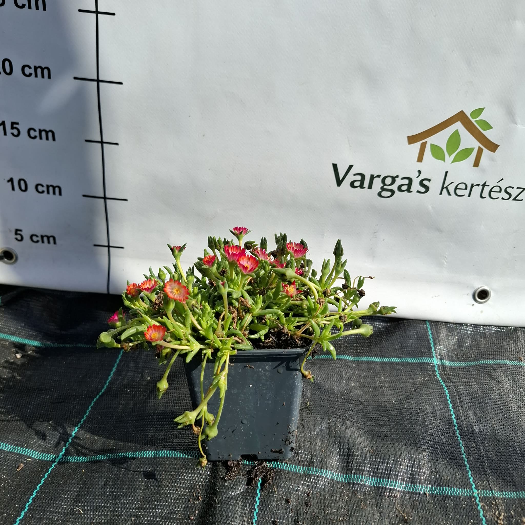 Kristáylvirág-Delosperma 'Jewel of Desert Grenade - Image 2