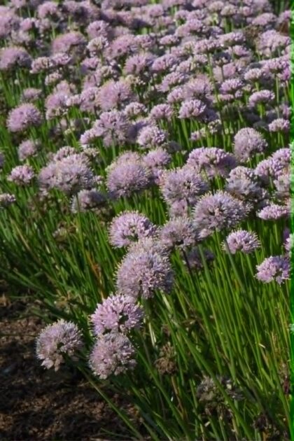 Díszhagyma-Allium senescens 'Lisa Green'