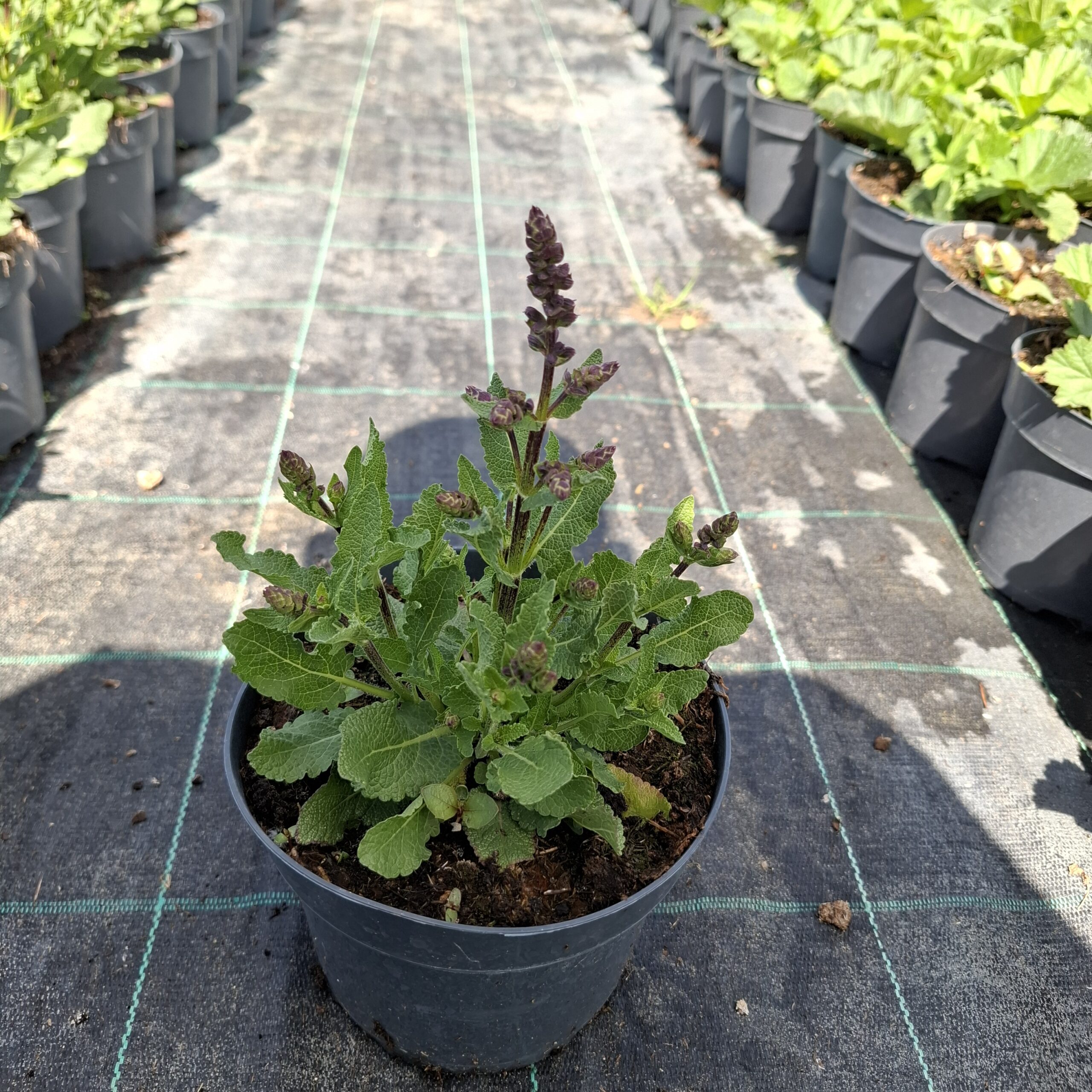 Ligeti zsálya -‘Rose’ (Salvia) - Image 2