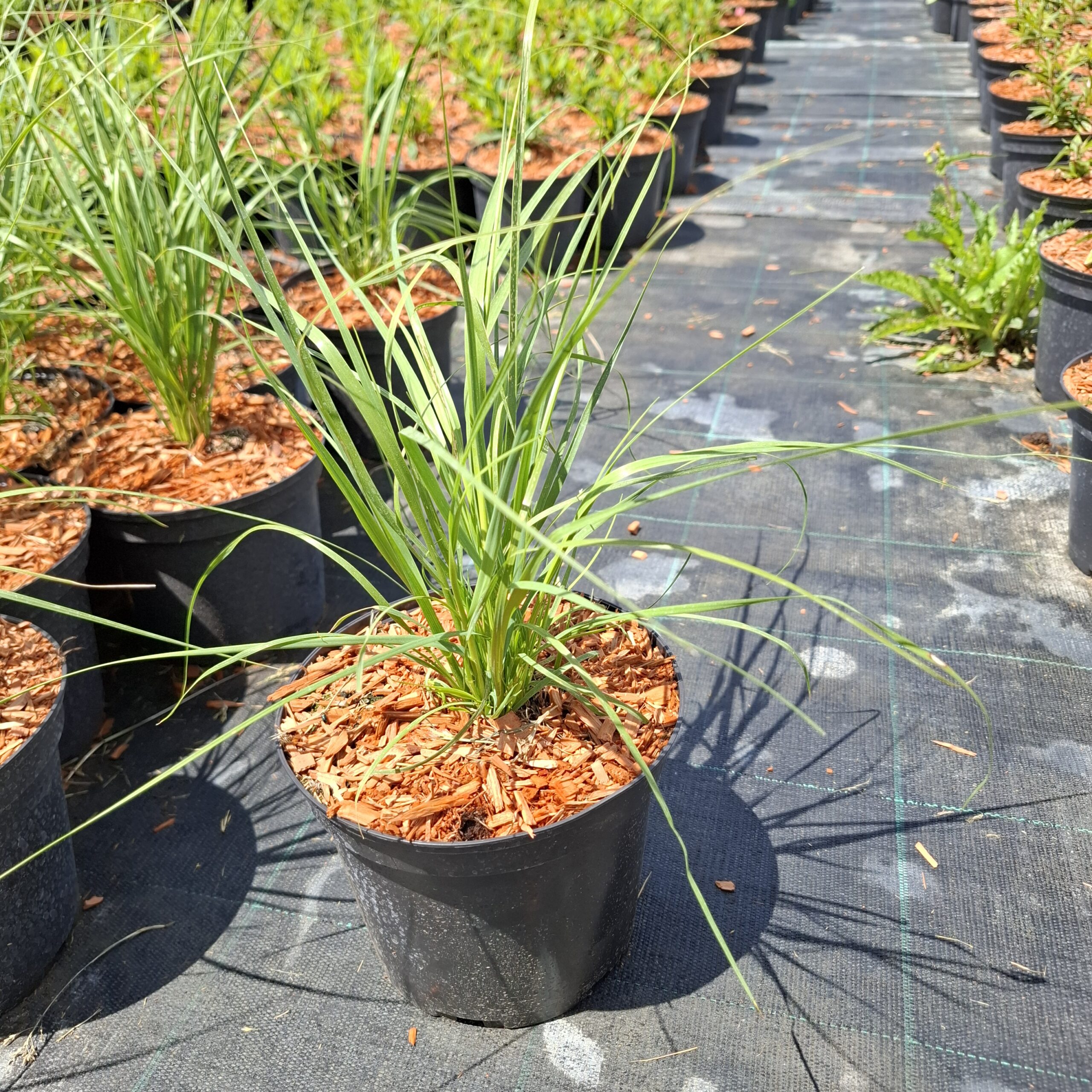 Rózsaszín pampafű (Cortaderia selloana) - Image 2