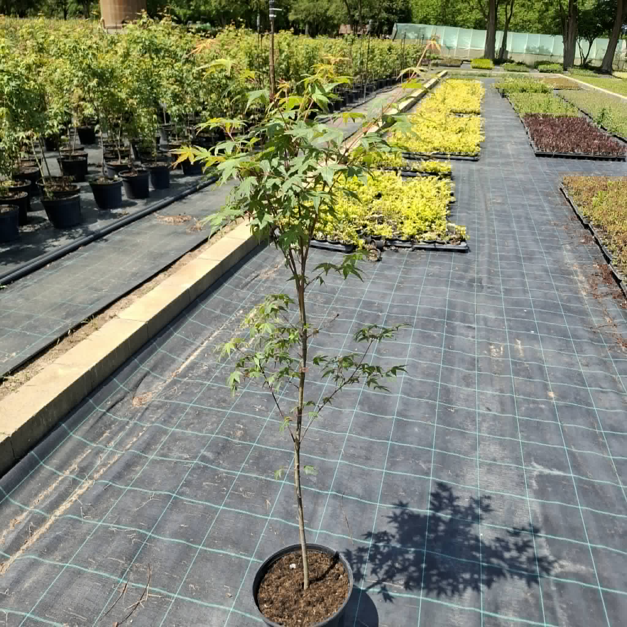 Japánjuhar-Acer palmatum ‘Orange Dream’ - Image 2