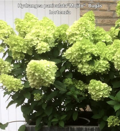 Bugás hortenzia-Hydrangea paniculata ‘Mojito’