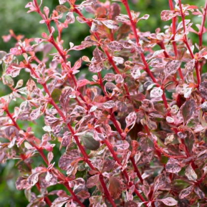 Borbolya-Berberis thunbergii ‘Harley Queen’