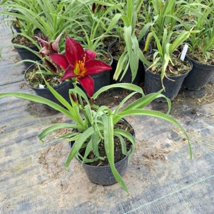 Sásliliom-Red(Hemerocallis)