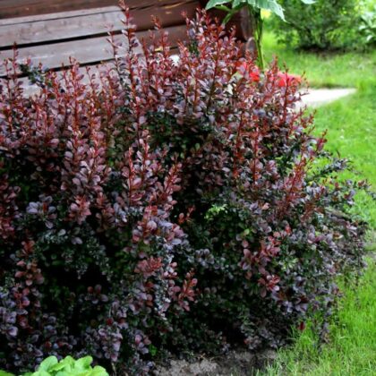 Borbolya-Berberis thunbergii ‘Dart's Red Lady’