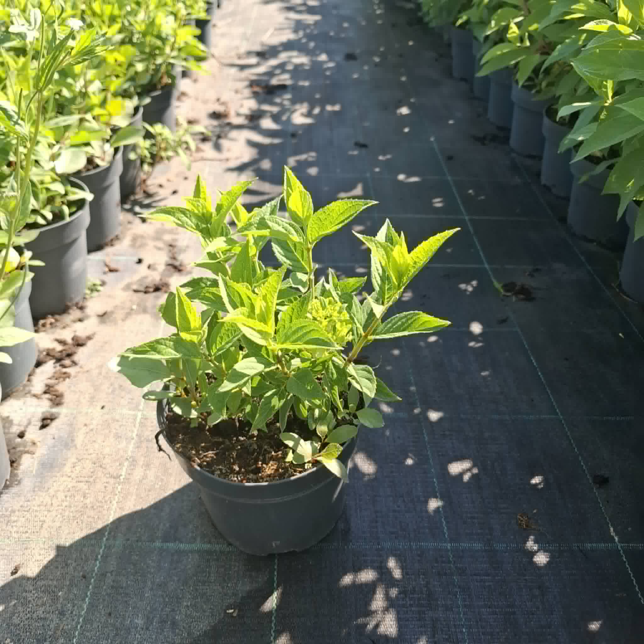 Little lime-Bugás Hortenzia - Image 2