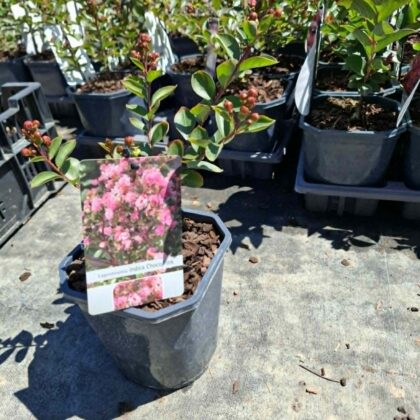 Selyemmirtusz ‘Choco Pink’ (Lagerstroemia indica)