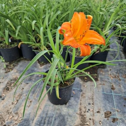 Sásliliom-Orange(Hemerocallis)