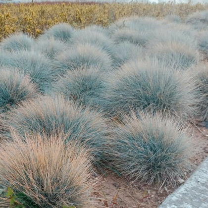 Festuca glauca – Kék csenkesz