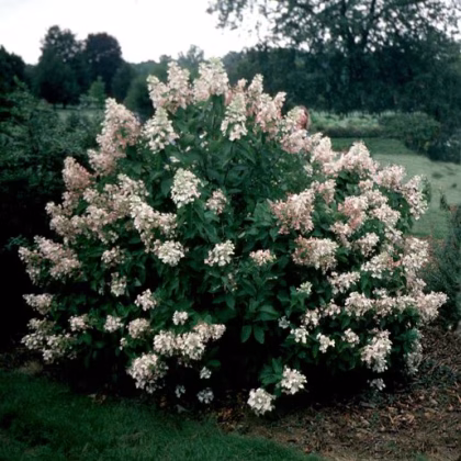 Bugás hortenzia Unique-Hydrangea paniculata