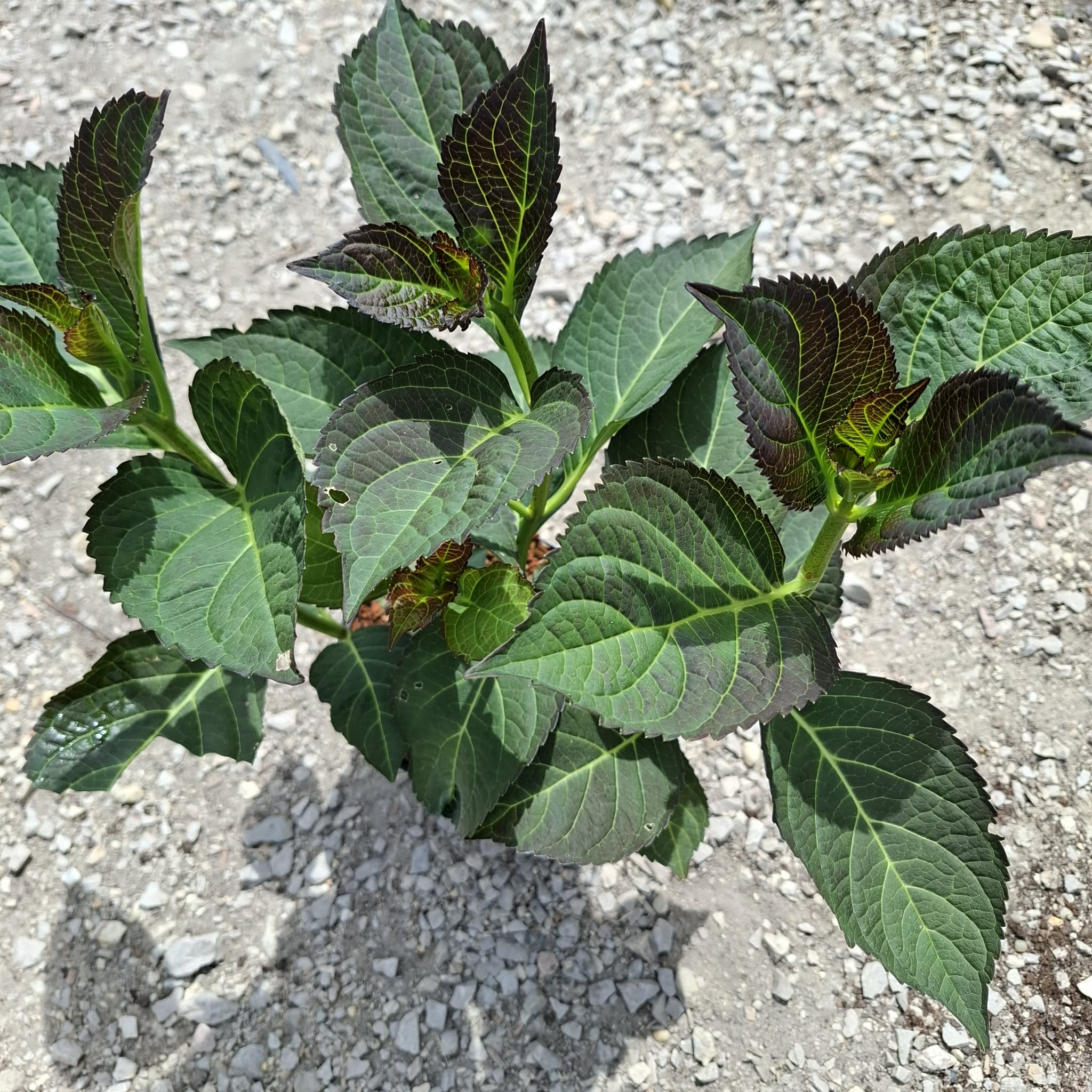Hydrangea macrophylla Adula-Kerti hortenzia - Image 3