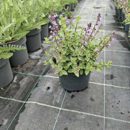 Macskamenta-Nepeta Persian Blue