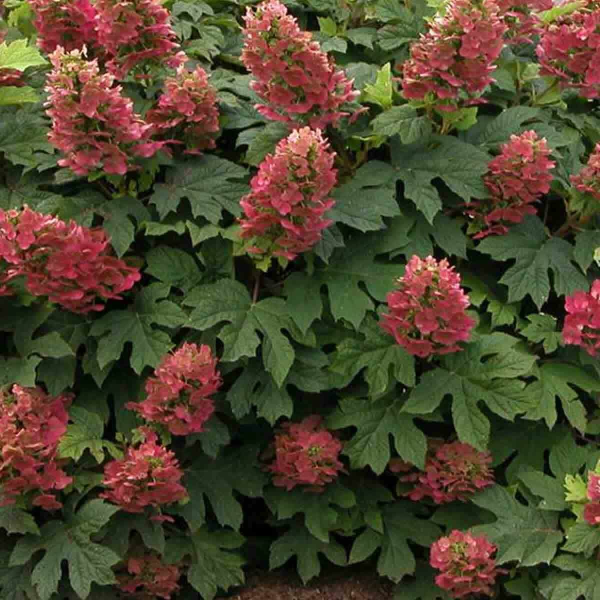 Tölgylevelű hortenzia-Hydrangea quercifolia ‘Ruby’