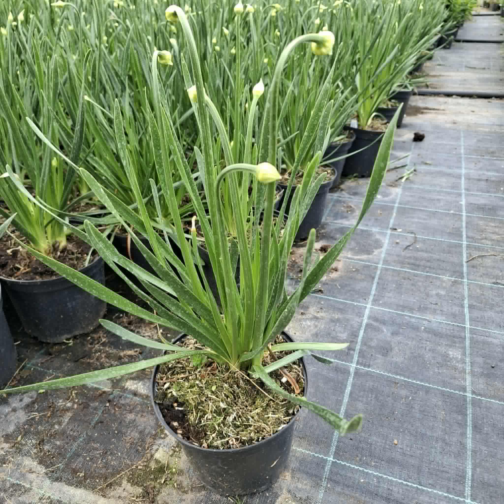 Díszhagyma-Allium Millenium - Image 2