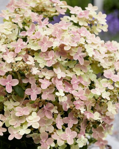 Polestar bugás hortenzia-Hydrangea