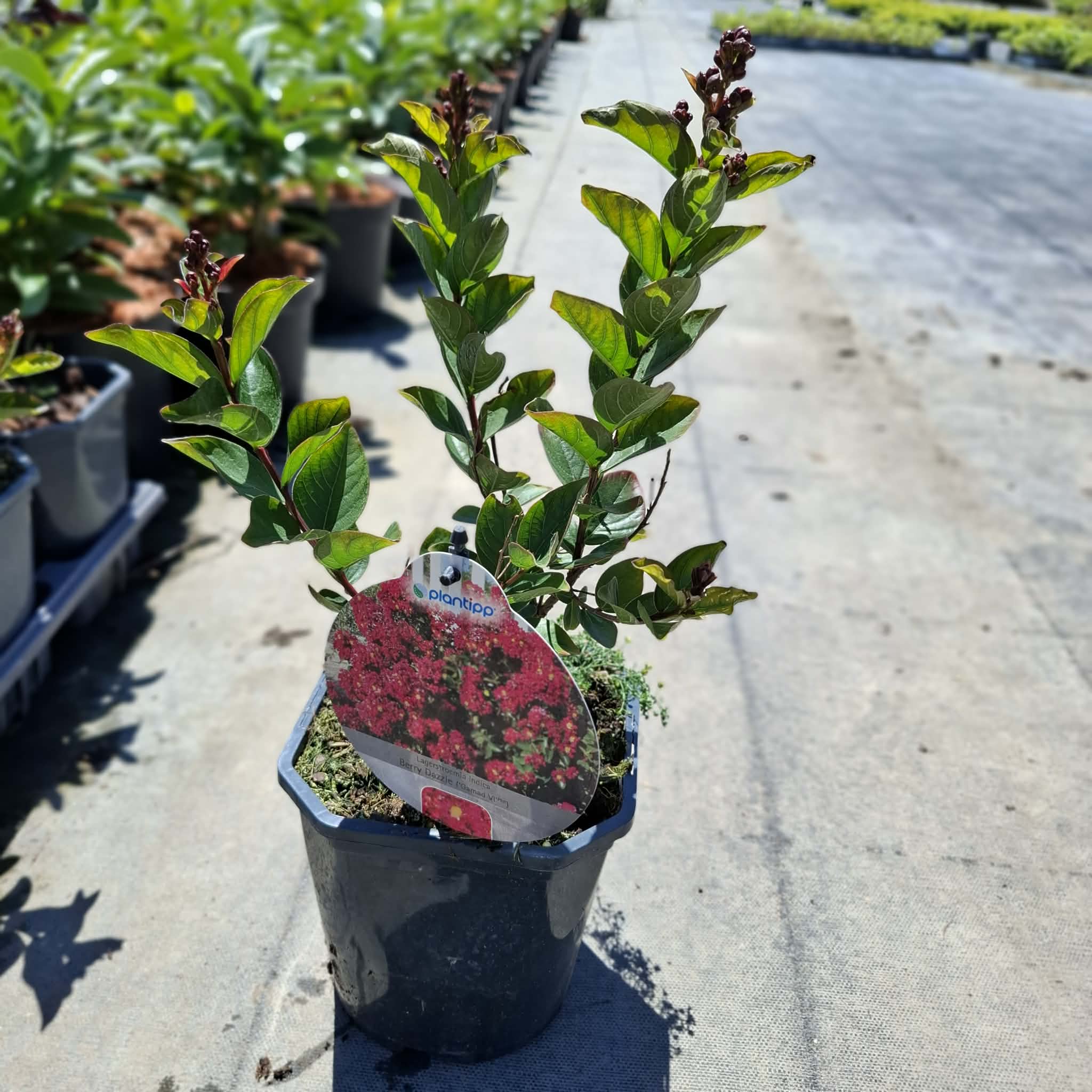 Selyemmirtusz ‘Berry Dazzle’ (Lagerstroemia indica)