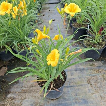 Sásliliom-Yellow(Hemerocallis)