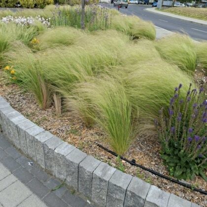 Stipa tenuissima 'Pony Tails' - Mexikói árvalányhaj